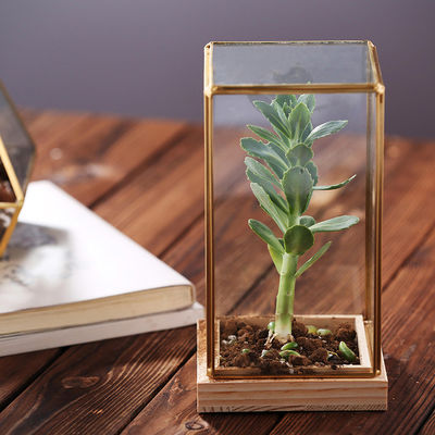 Διακοσμητικό Succulent γυαλί Terrarium εγκαταστάσεων Homeware γυαλιού ορθογωνίων με την ξύλινη βάση προμηθευτής