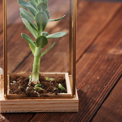 Διακοσμητικό Succulent γυαλί Terrarium εγκαταστάσεων Homeware γυαλιού ορθογωνίων με την ξύλινη βάση προμηθευτής